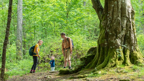 A family looking up at the forest canopy as they walk along the path in Great Wood
